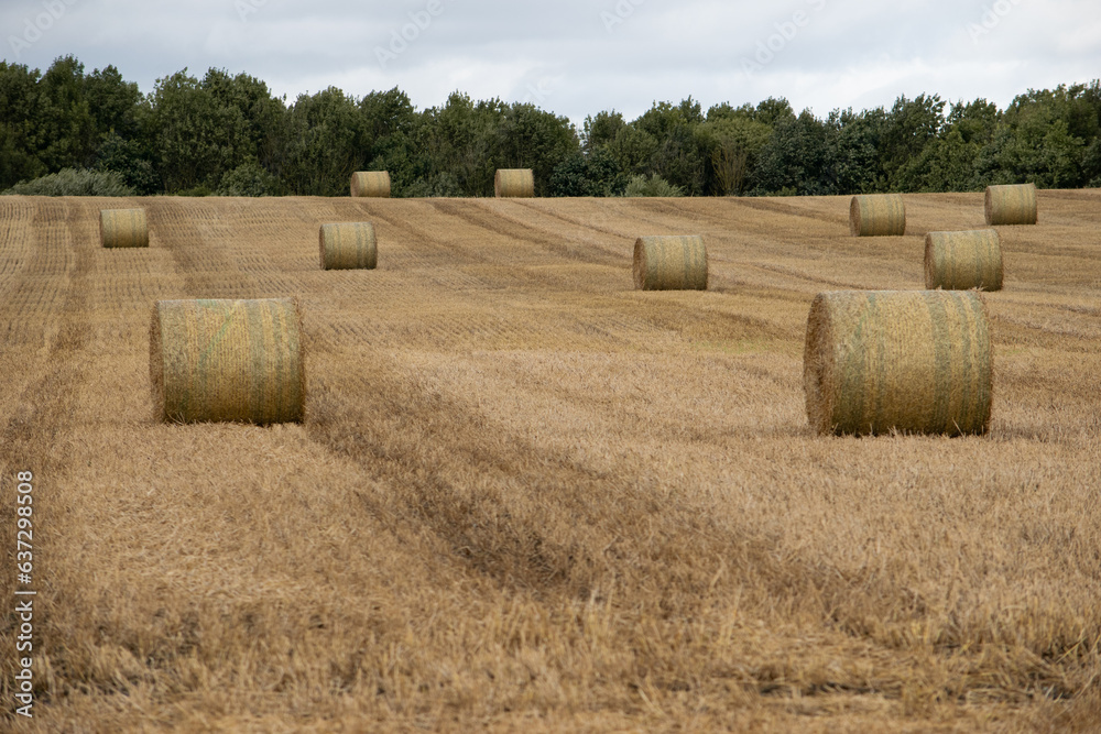 Wheat crop rolls in a countryside farm, Leeds, United kingdom