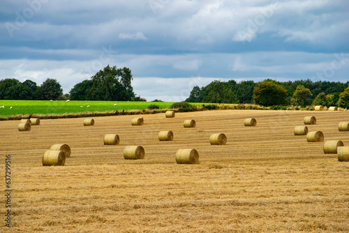 Wheat crop rolls in a countryside farm, Leeds, United kingdom