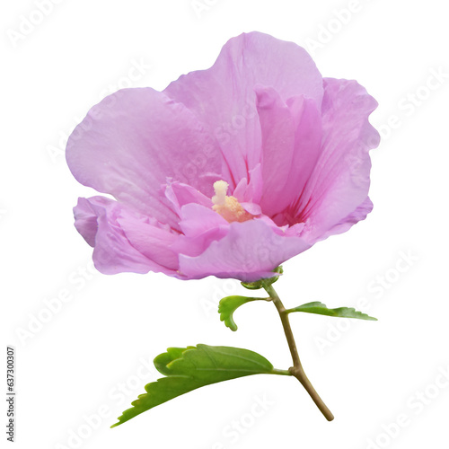 Hibiscus flower on transparent background