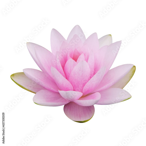 pink lotus on transparent background