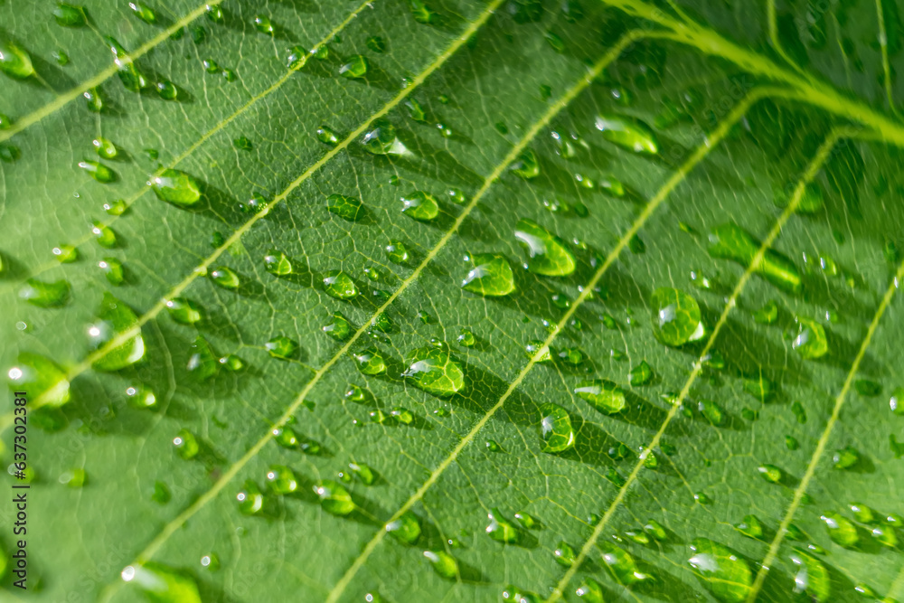 Macro closeup of Beautiful fresh green leaf with drop of water after the rain in morning sunlight nature background. Macro closeup of Beautiful fresh green leaf with drop of water after the rain in morning sunlight nature background.