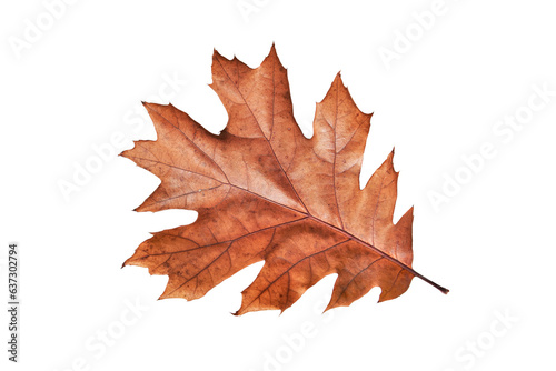 Autumn oak leaf isolated on white background. Clip art