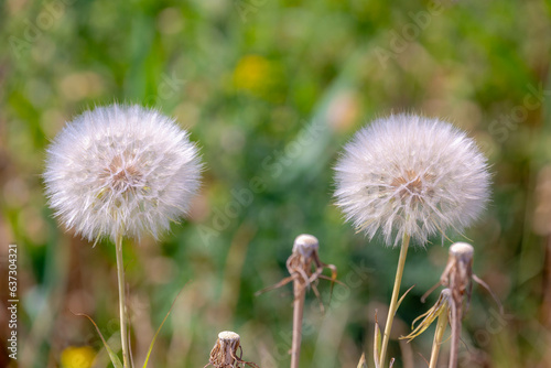 Soft selective focus of white fluffy flower with green grass meadow as backdrop  Tragopogon dubius is a species of salsify  Flowering plants in the family of Asteraceae  Nature floral background.