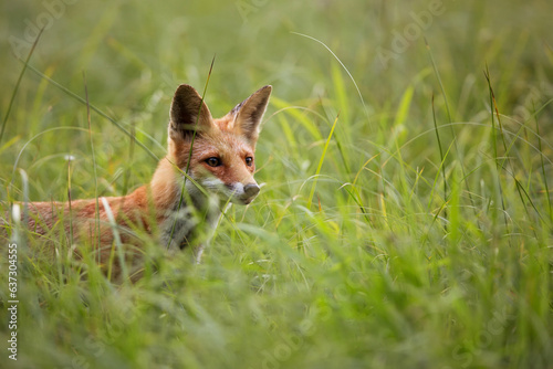 Red fox in the grass in the wild