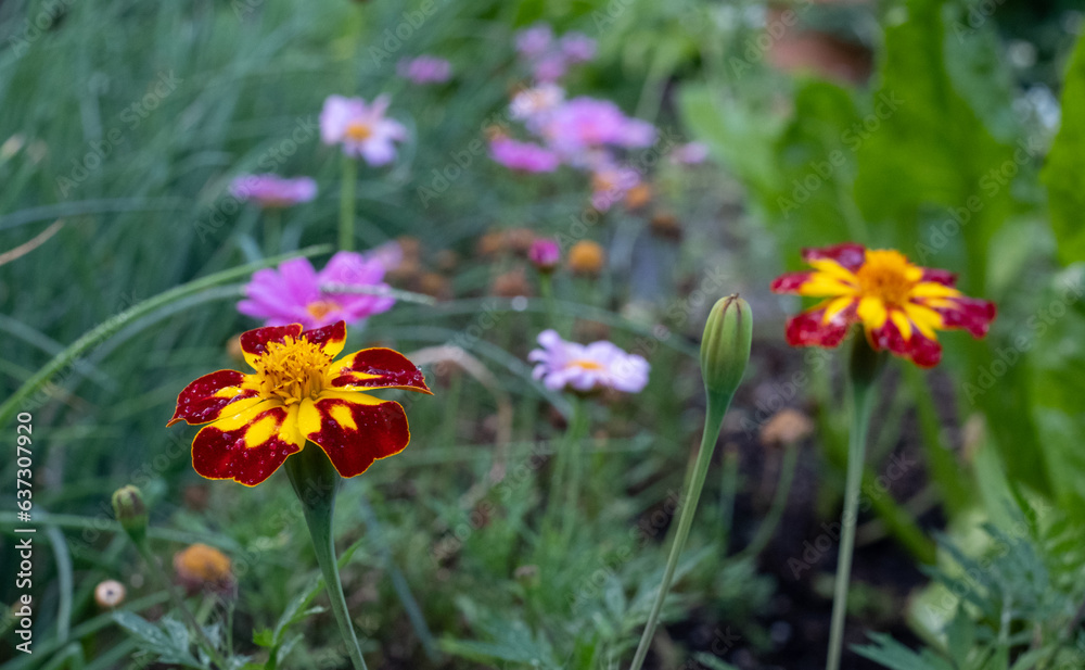 Fototapeta premium Edible flowers growing on an allotment in north London, UK.