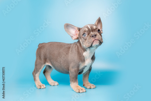 a French bulldog puppy on the background of a blackboard with glasses and books © Olesya Pogosskaya