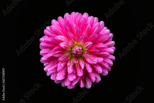Pink dahlia