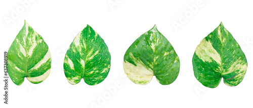 Set of green leaves isolated, Money plant isolated on transparent background, Heart shaped green leaves