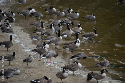 Geese colony in Eccup reservoir AKA The Geese Beach, Leeds, United Kingdom photo