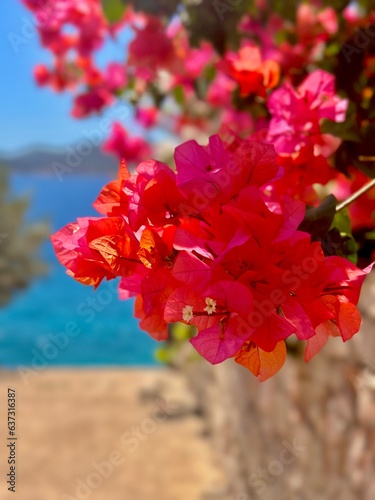Bright and saturated street flowers on the way to the sea.
