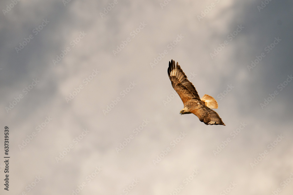 Fototapeta premium Long-legged Buzzard Buteo rufinus flying in the sky