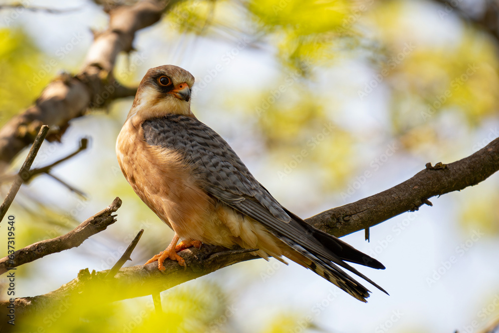 Red footed hawk Falco vespertinus in natural environment Red footed hawk Falco vespertinus in natural environment