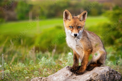 Portrait red fox Vulpes vulpes on a beautiful background © Tatiana
