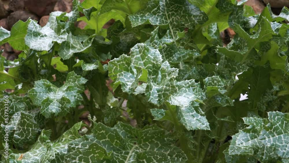 The milk thistle leaf texture with milky white veins in a close-up view. It has long been grown as a medicinal plant, especially for diseases of the liver and gallbladder. The milk thistle leaf texture with milky white veins in a close-up view. It has long been grown as a medicinal plant, especially for diseases of the liver and gallbladder.