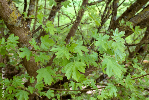 Acer campestre, Erable champêtre