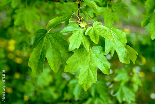 Obraz na płótnie Acer campestre, Erable champêtre