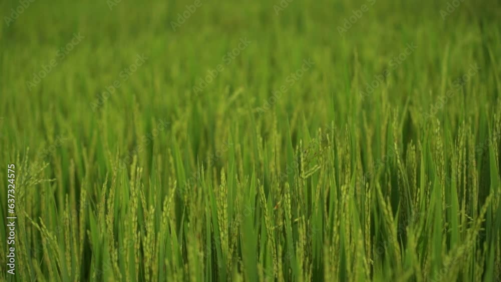 Rice field. Outskirts of Nha Trang in Vietnam. Rice field. Outskirts of Nha Trang in Vietnam.