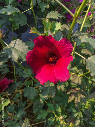 BEAUTIFUL SINGLE FLOWER IN THE PARK