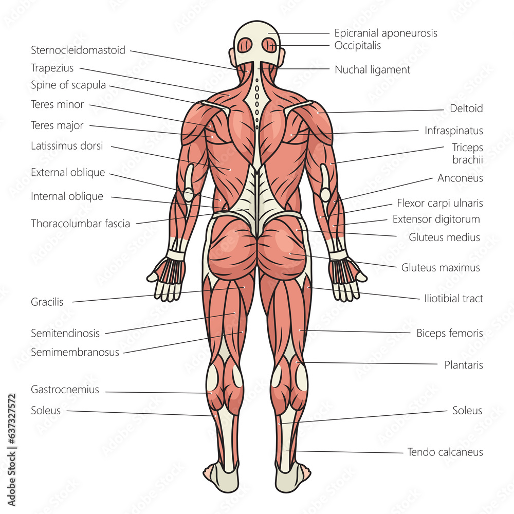 human body muscles structure diagram schematic raster illustration ...