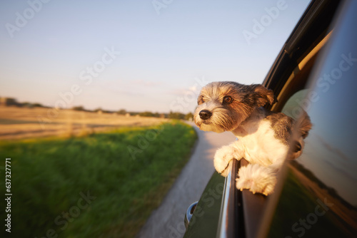 Happy lap dog looking out of car window. Cute terrier enjoying road trip at sunny summer day. . photo