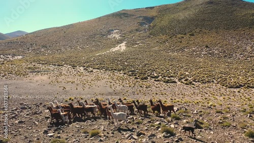 Tulipanes y paisajes en Catamarca, Argentina 