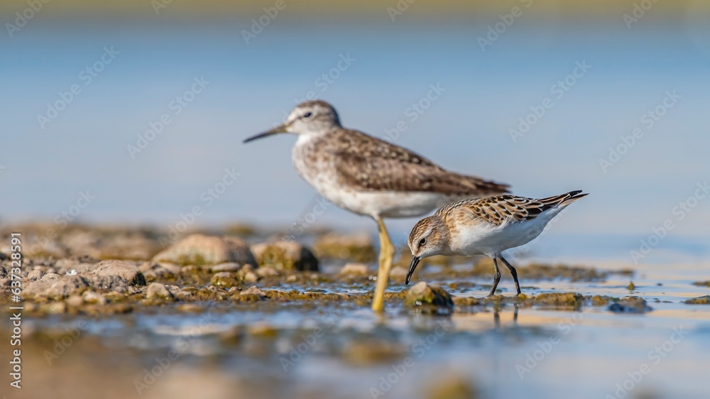 Little Stint (Calidris minuta) is a wetland bird that lives in the northern parts of the European and Asian continents. It feeds in swampy areas. Little Stint (Calidris minuta) is a wetland bird that lives in the northern parts of the European and Asian continents. It feeds in swampy areas.