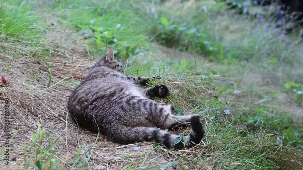 Cat relaxing in the grass Cat relaxing in the grass