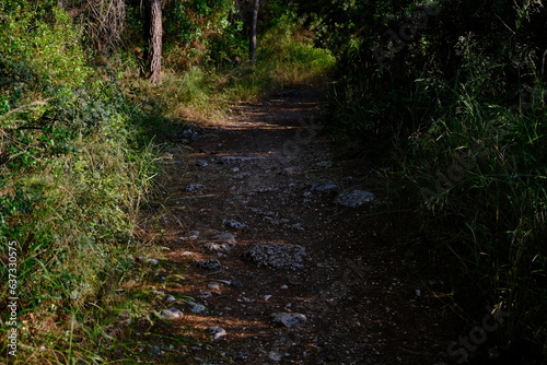 Path through the forest