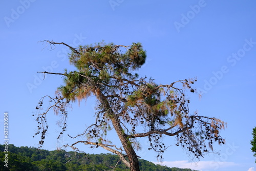 Pine tree with dry branches and sky