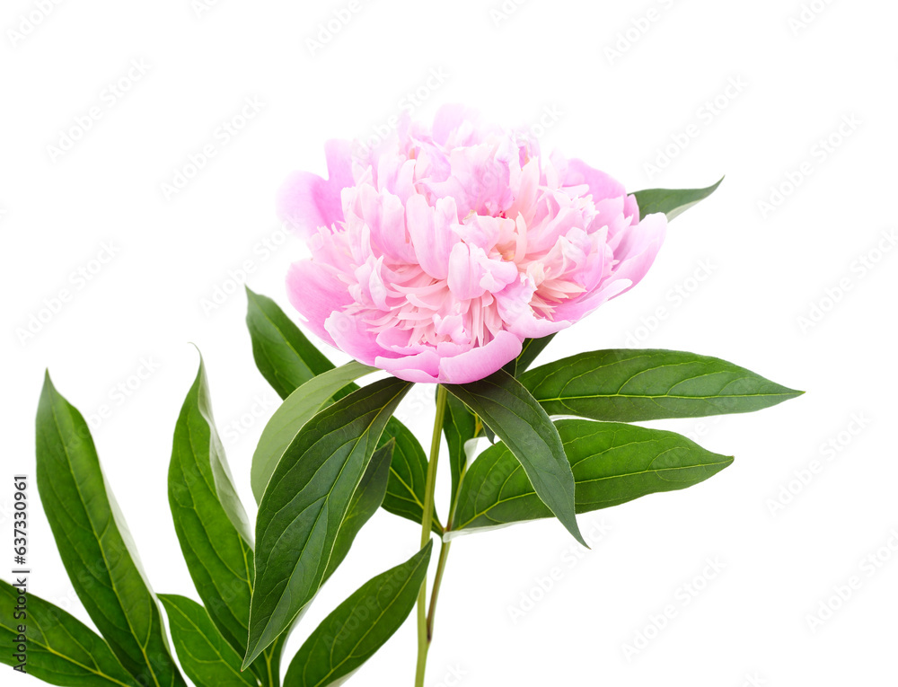 One pink peony with leaves.