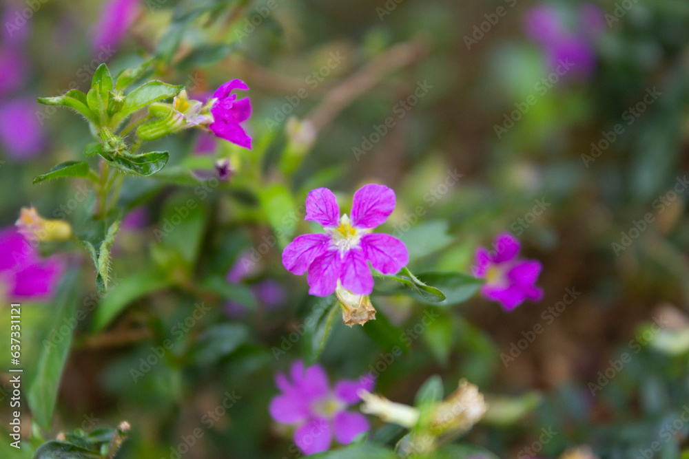 Violet flowers of Cuphea hyssopifolia - Mexican heather, Hawaiian heather