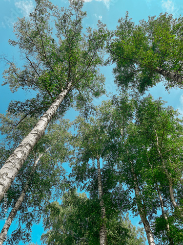 view of the birch trees from below