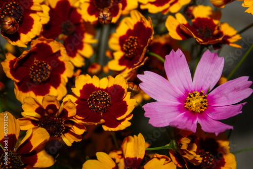 close-up photo of a flowers