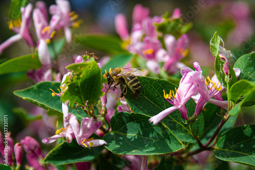 close-up photo of a rose plant and wasp