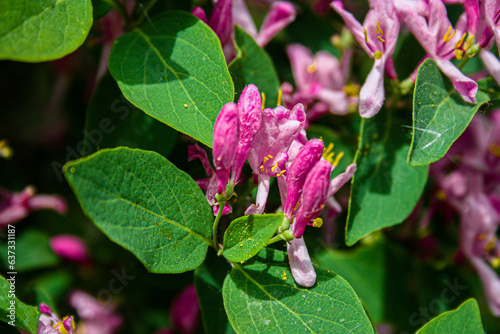 close-up photo of a rose plant