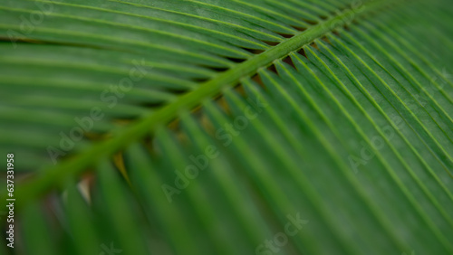 Green leaf in the nature abstract background