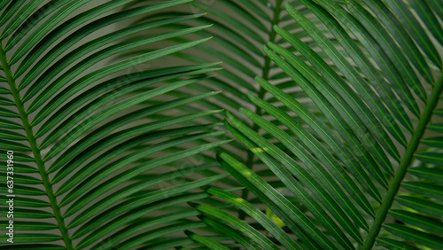 Green leaf in the nature abstract background © khamkula