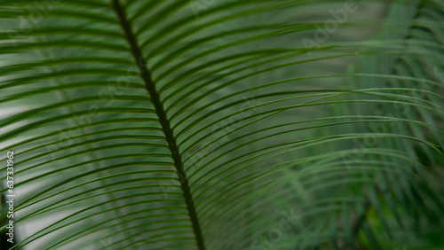 Green leaf in the nature abstract background