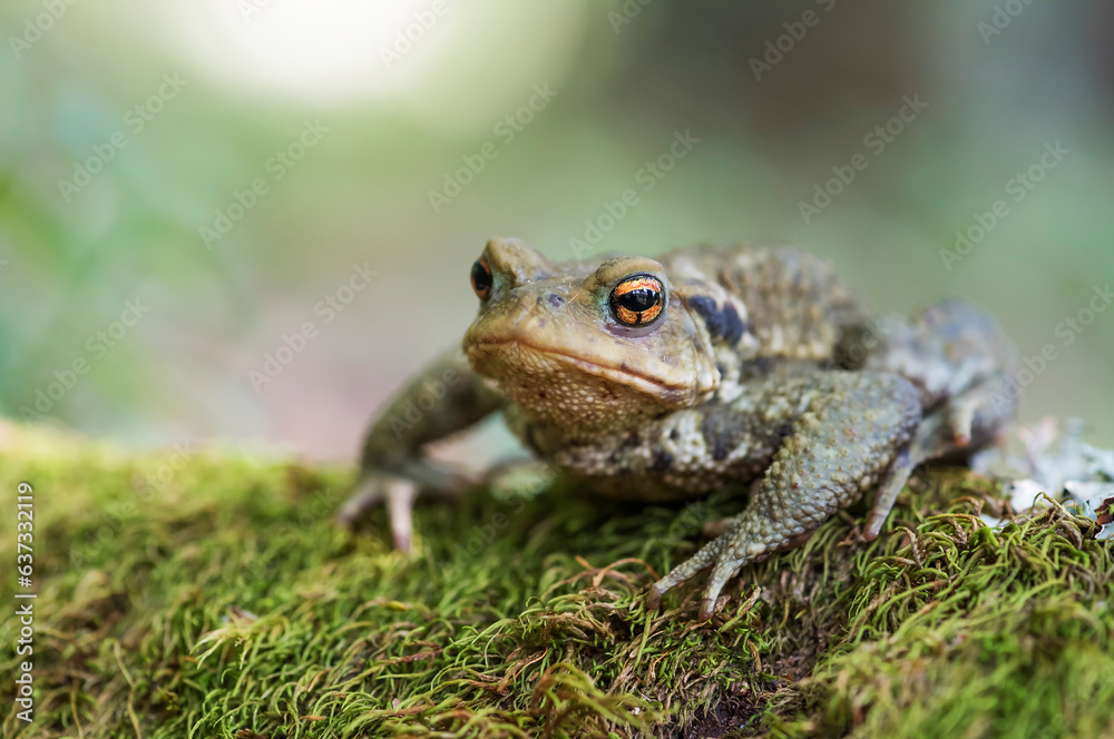 Common toad (Bufo bufo) in the wild Common toad (Bufo bufo) in the wild