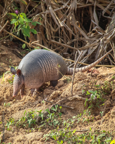 Tatu na Estrada Parque do Pantanal de Mato Grosso do sul