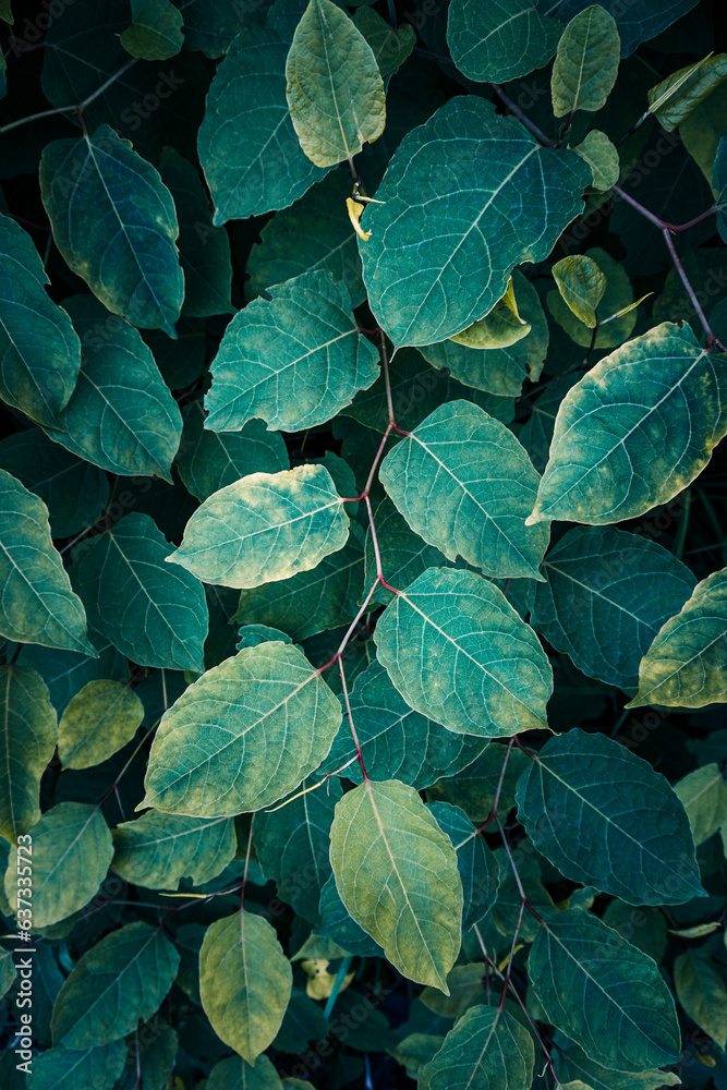 green japanese knotweed plant leaves in springtime, green background green japanese knotweed plant leaves in springtime, green background