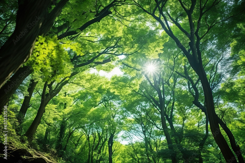 Obraz premium sun rays in forest.Generative Ai