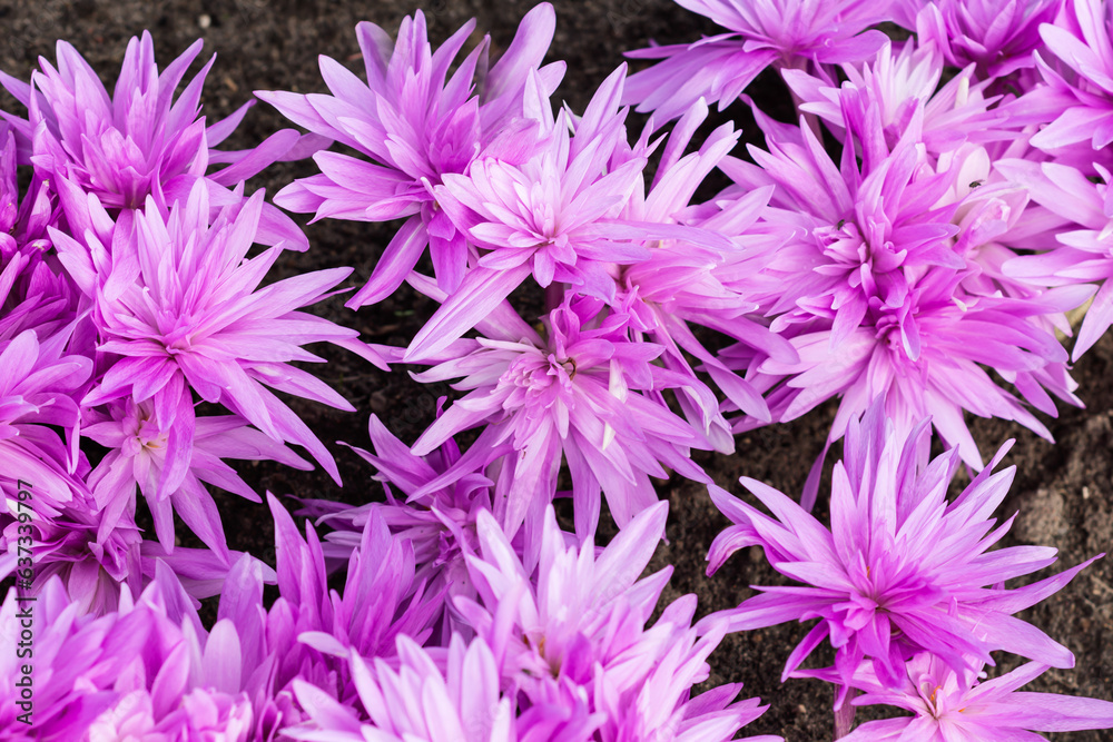 Purple crocus flowering in dark soil background, ornamental crocus flowers in autumn time, violet crocus flower background Purple crocus flowering in dark soil background, ornamental crocus flowers in autumn time, violet crocus flower background