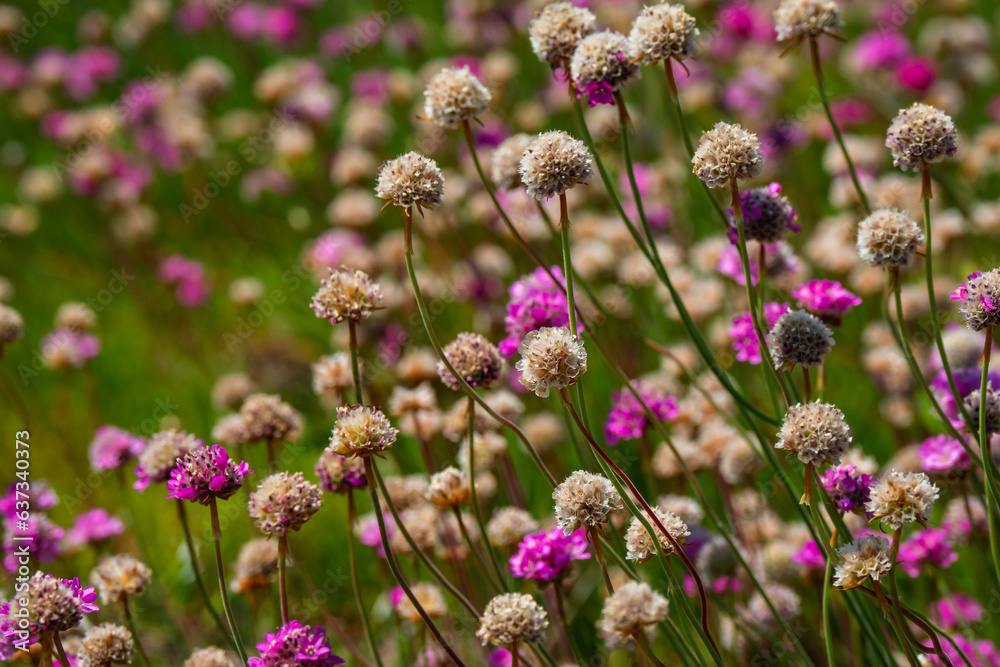 Field of wild flowers during springtime in Europe Field of wild flowers during springtime in Europe