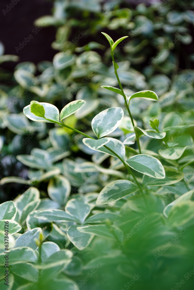 Leaves of the beresklet plant in the garden Leaves of the beresklet plant in the garden