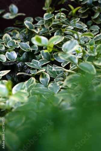 Leaves of the beresklet plant in the garden