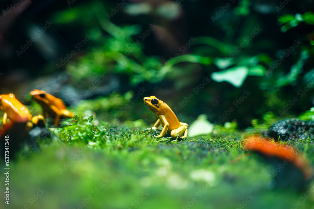 Obraz premium Golden dart frog (Phyllobates terribilis) poison frog from south america, a popular amphibian pet in terrarium