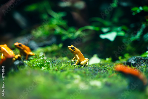 Golden dart frog (Phyllobates terribilis) poison frog from south america, a popular amphibian pet in terrarium