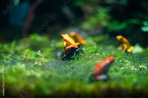 Splashback poison frog(Adelphobates galactonotus) poison frog from south america, a popular amphibian pet in terrarium