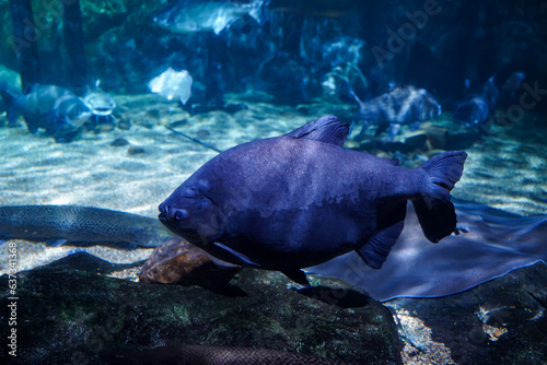 Tambaqui (Colossoma macropomum) also known as Black Pacu swimming in large aquarium with many fish